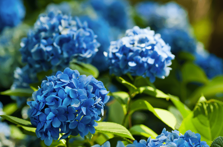 landscape trends