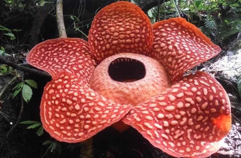 largest bloom