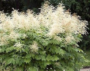 perennials