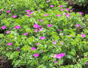 perennials