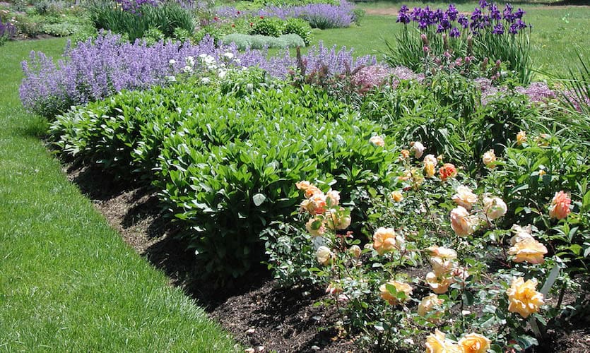 perennials