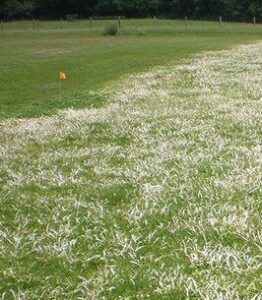 yellow nutsedge