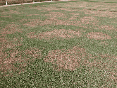 fungicide