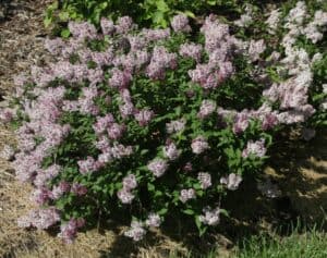 shrub